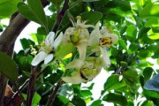 四川柑橘分布特征與區域種植影響因素分析