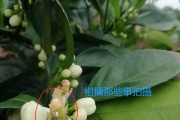 柑橘病蟲害保花保果技術_奇寶920在柑橘保果上效果如何