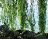 沃柑樹苗怎么栽種視頻（沃柑栽培技術幼苗視頻）