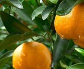 柑橘全年種植管理技術_柑橘施藥安全期多久