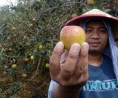 沃柑有點苦為什么？果農揭秘品種、種植與儲存的三大關鍵因素
