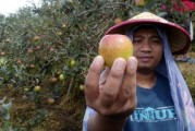 沃柑有點苦為什么？果農揭秘品種、種植與儲存的三大關鍵因素