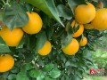 網(wǎng)上買金桔靠譜嗎（網(wǎng)購帶果的金桔苗怎么種植）