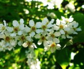 脆皮金桔脆蜜金柑樹苗怎樣區(qū)別（脆蜜金桔優(yōu)缺點(diǎn)）