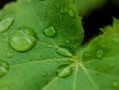 四會柑種植技術管理視頻講解（四會柑的栽培技術）