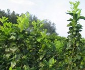 柑橘種植專業技術交流_柑橘幼苗如何快速壯桿