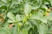 柑橘全年種植技術_10月掛果樹的柑橘園怎么管理
