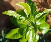 柑橘病蟲害識別與防治技術_柑橘怎么辨別是否穩果