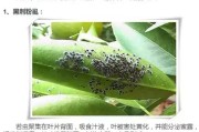 柑橘病蟲害調查問卷模板_炭疽病在柑橘上的主要癥狀 柑橘病蟲害調查問卷模板_炭疽病在柑橘上的主要癥狀