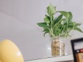 柑橘上高速綠通嗎？農產品綠色通道政策全解析