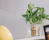 柑橘上高速綠通嗎？農(nóng)產(chǎn)品綠色通道政策全解析