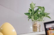 柑橘上高速綠通嗎？農產品綠色通道政策全解析