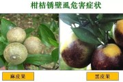柑橘全年病蟲害防治常識_柑桔大實蠅怎么防治才有效果