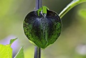 柑橘樹病蟲害12個(gè)月管理（柑橘樹蟲害防治）
