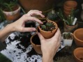 種植柑橘幼苗前怎樣施底肥及數量：正確方法與施肥標準詳解