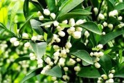 柑橘花蕾期病蟲害預防方法_柑橘現蕾期至開花期噴什么藥