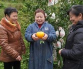 柑橘幼苗種植栽培技術_金蟬怎么養殖幼苗