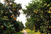 湖南懷化柑橘種植技術(shù)要點_懷化盛產(chǎn)什么水果