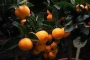 果樹柑橘種植技術_柑橘嫁接如何科學選擇砧木