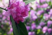榮縣哪里有賣(mài)柑橘苗？最新購(gòu)買(mǎi)指南及優(yōu)質(zhì)苗圃推薦
