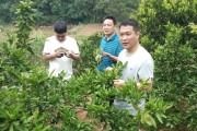 柑橘夏梢種植技術_晚夏梢來年掛果嗎