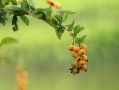 佛手柑怎么保存過冬時(shí)間長？實(shí)用保鮮方法與冬季儲(chǔ)存技巧解析