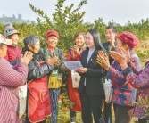 武勝柑橘種植技術_四川南充市嘉陵區有多少鎮