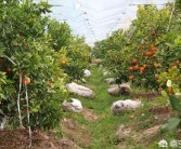 丹江口柑橘種植技術_湖北特產水果