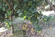 柑橘種植技術(shù)的文章_柑橘樹(shù)形不好產(chǎn)量低品質(zhì)差 柑橘種植技術(shù)的文章_柑橘樹(shù)形不好產(chǎn)量低品質(zhì)差