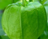 脆蜜金柑樹身有刺嗎（脆蜜金柑幼樹水肥管理）