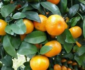 臍橙保花保果農藥最佳配方（橙子保花保果用什么藥）