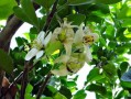 四川眉山柑橘新消息：萬畝豐收季品質(zhì)升級，鮮果產(chǎn)銷兩旺引關(guān)注
