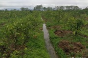 柑橘開(kāi)溝種植技術(shù)視頻_柑橘能否用尿素施肥尿素在柑橘上如何使用
