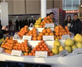 眉山柑橘種植管理技術_果樹秋梢什么時間停長