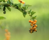 柑橘晚熟品種冬季管理技術論文（晚熟柑橘產業集群）