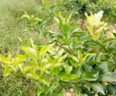 柑橘有機農業種植技術_有什么菌種可以分解豬糞沼液的鹽分嗎