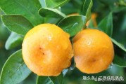 紅橘砧木柑橘種植技術_檸檬砧木嫁接沃柑好不好有什么優點