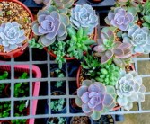 柑橘大棚蟲害防治方法（柑橘大棚種植好處）