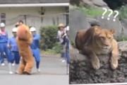 愛媛38柑橘修剪技術視頻_在農村承包100畝耕地
