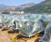 疫情過后柑橘種植技術方案_2022年耙耙柑價格有望上漲嗎