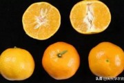 華美一號柑橘簡介_華美7號柑橘種植時間和方法