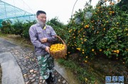 浙江柑橘種植管理技術_早熟柑橘有哪些好品種