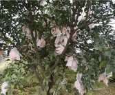東坡柑橘種植技術_國內哪些空氣好環境好的城市適合老人定居