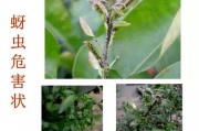常見21種柑橘病蟲害圖片_柑橘三大食葉蟲如何防治