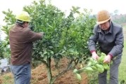 柑橘病蟲害調查實訓報告_申嗪霉素能防治柑橘哪些病害