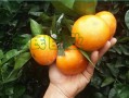 柑橘類種植方法技術(shù)（柑橘類種植方法技術(shù)視頻）