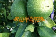 甘平柑橘耐寒嗎冬天怎么養(yǎng)護(hù)呢視頻(甘平柑橘耐寒嗎冬天怎么養(yǎng)護(hù)呢視頻教程)
