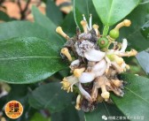 中國最早特早熟蜜桔產地（中國早熟蜜桔之鄉）