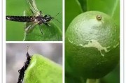 當前柑橘主要病蟲害及防治_柑橘黑粉刺虱防治方法是什么