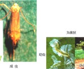 柑橘4月底病蟲(chóng)害幾次好_柑橘幾月份可以打藥
